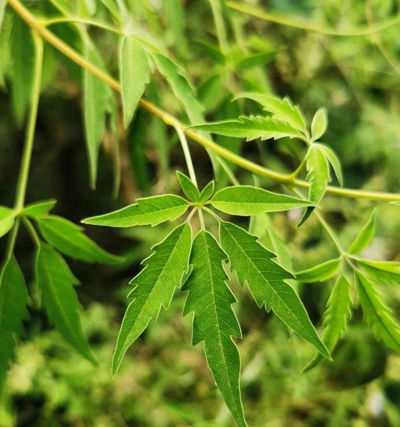 荆条花语是什么意思啊怎么读？荆条花语的含义是什么？
