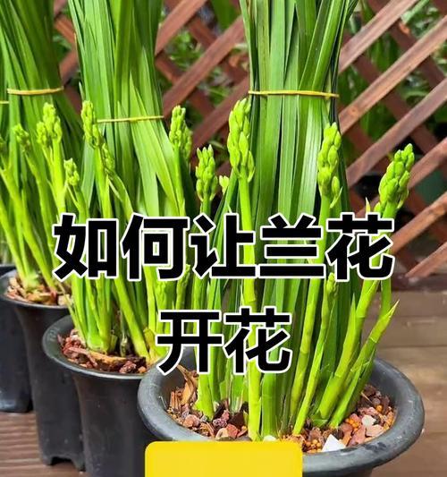 盆栽施肥的技巧有哪些？怎样施肥才能促进植物生长？