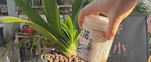 盆栽施肥的技巧有哪些？怎样施肥才能促进植物生长？