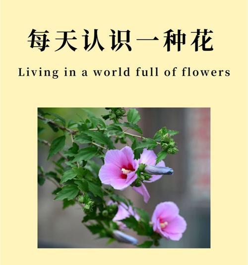 荆条花语是什么意思啊怎么读？荆条花语的含义是什么？