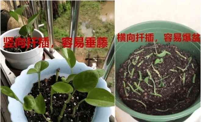 绿萝茎部发黑是什么原因？如何预防和处理？