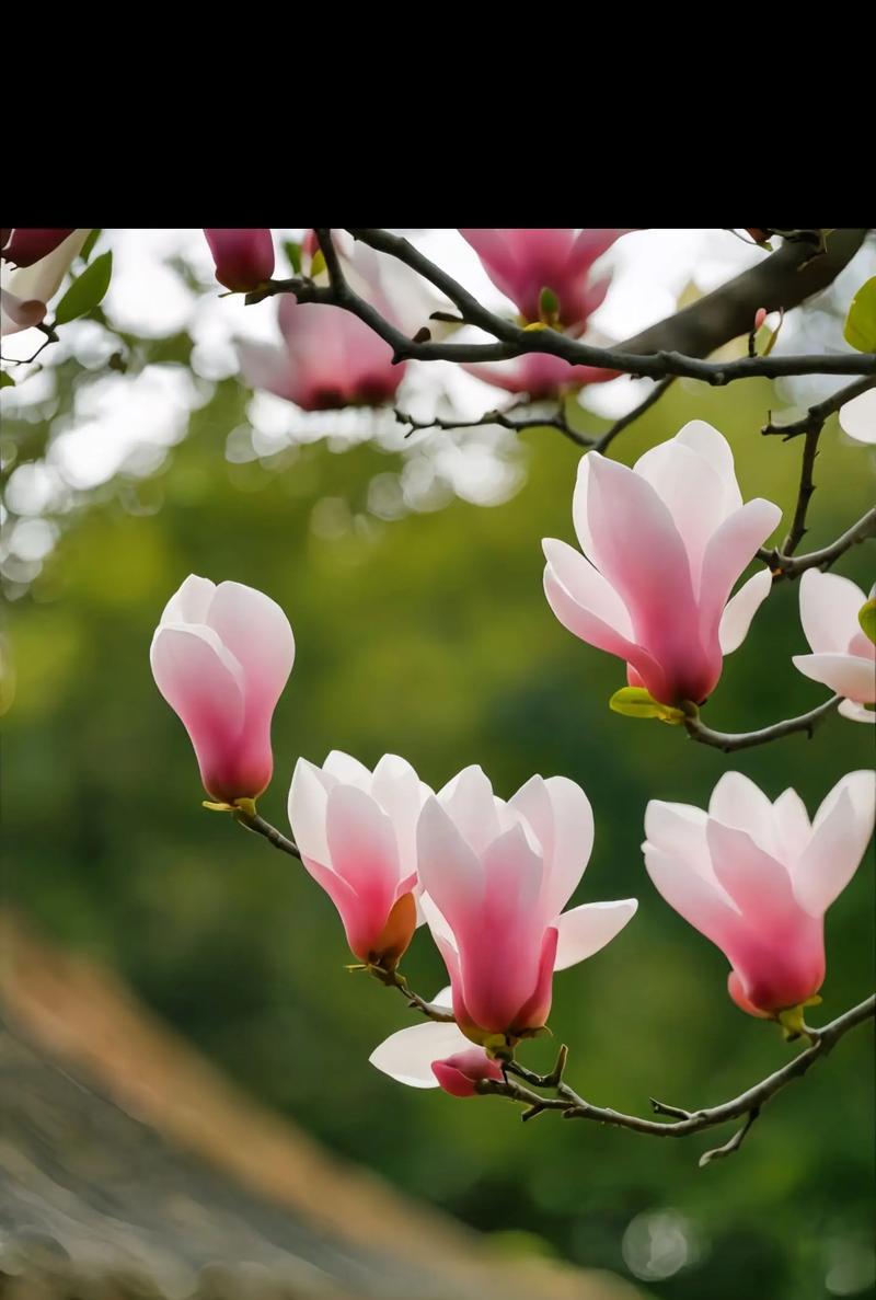 12月21日对应的花语是什么？