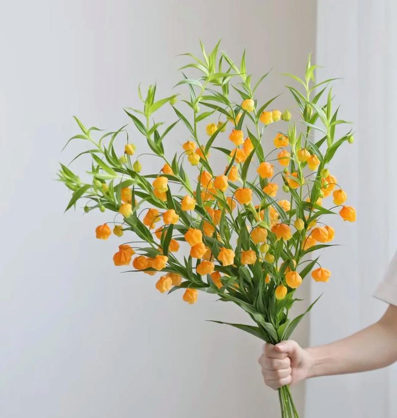 12月21日对应的花语是什么？