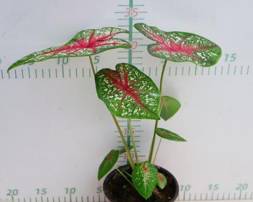 植物的种类有哪些？每种植物的特性是什么？