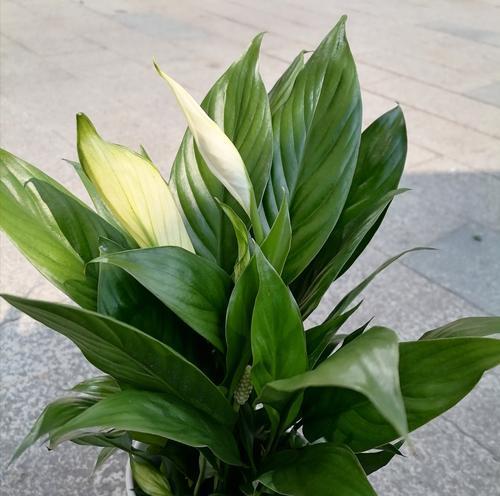 小电驴形象的花语有何特别含义？