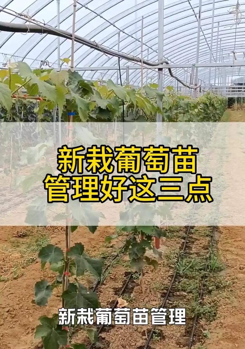葡萄盆栽应该留多少枝蔓？如何修剪？