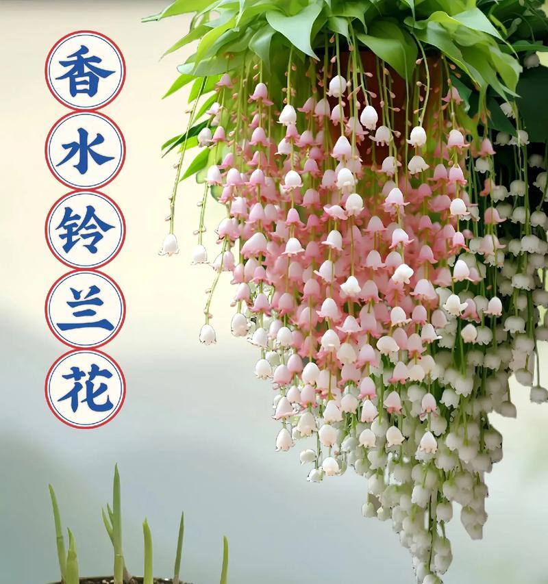 琉璃铃兰花语及其寓意是什么？它象征着什么？