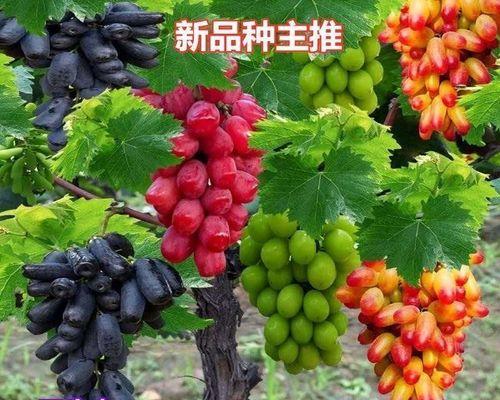 葡萄盆栽应该留多少枝蔓？如何修剪？