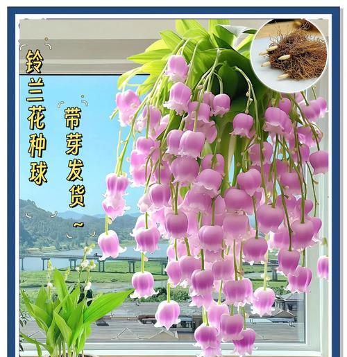 琉璃铃兰花语及其寓意是什么？它象征着什么？