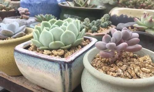 桃蛋砍头后应该怎样处理？有哪些注意事项？
