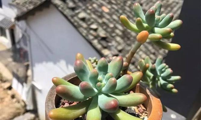 桃蛋砍头后应该怎样处理？有哪些注意事项？