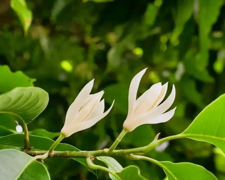 白鹤兰的花语代表什么？