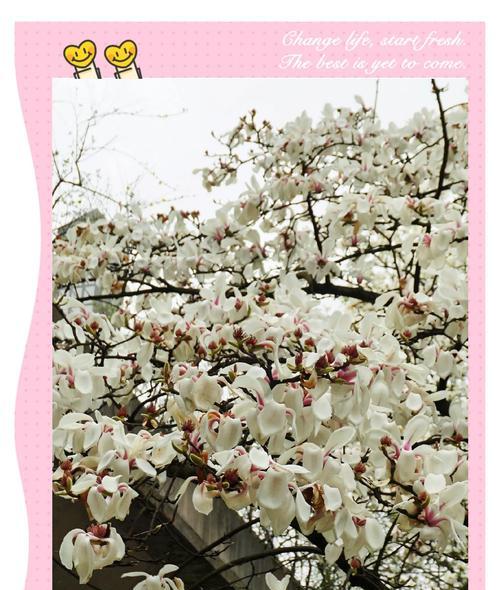 白鹤兰的花语代表什么？