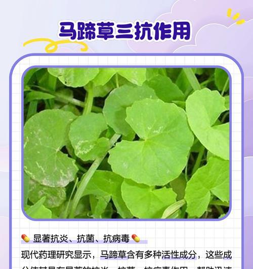 马蹄金的养护技巧有哪些？怎样才能使其生长旺盛？