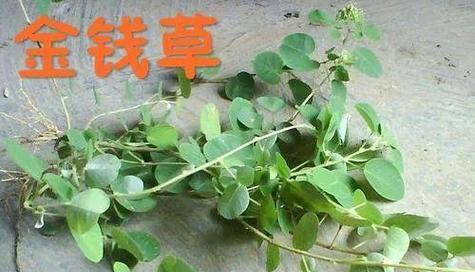 马蹄金的养护技巧有哪些？怎样才能使其生长旺盛？