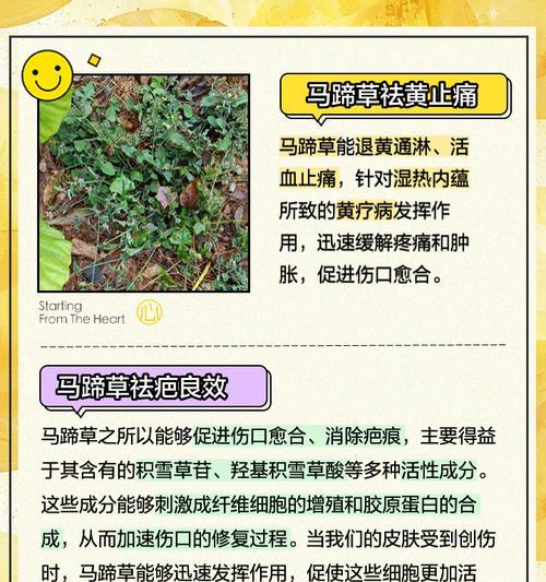 马蹄金的养护技巧有哪些？怎样才能使其生长旺盛？