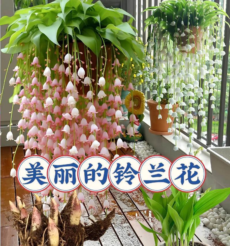 鲜花的花语有哪些？鲜花代表什么花语？