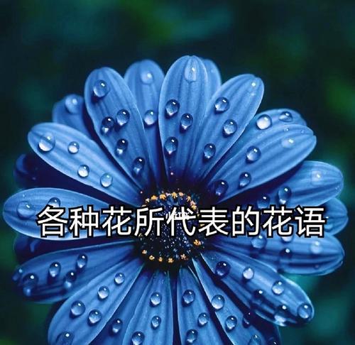 鲜花的花语有哪些？鲜花代表什么花语？