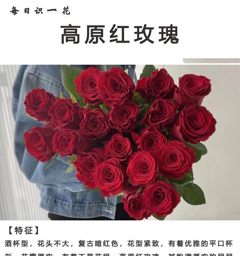 玫瑰花深红色边缘发黑是什么原因？