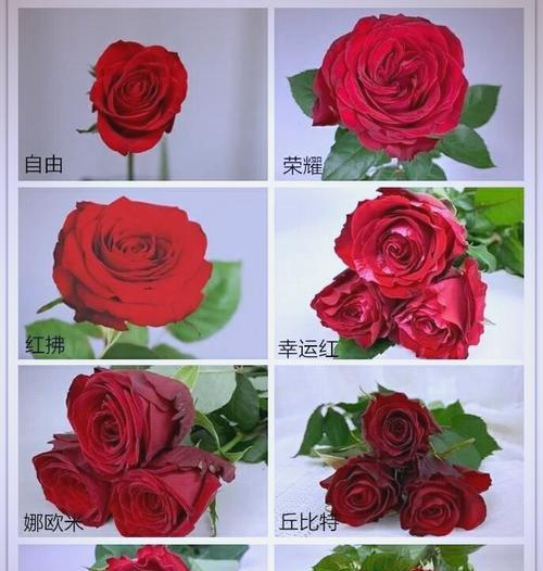 玫瑰花深红色边缘发黑是什么原因？