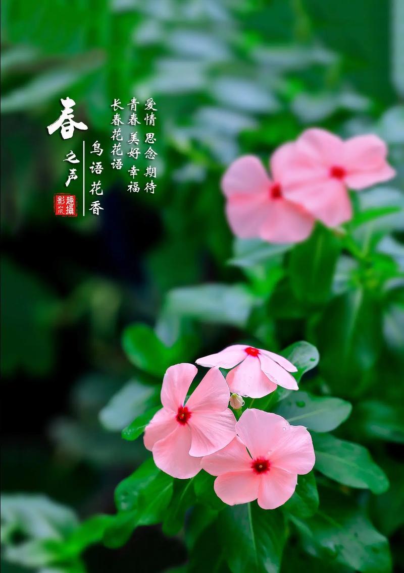 期待遇到爱情的花语代表什么？如何表达期待？