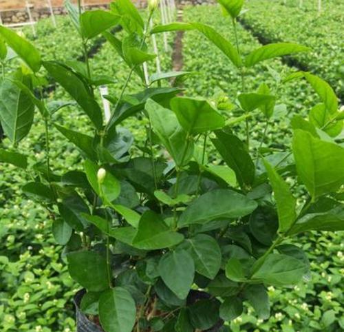 种茉莉最适合哪种花盆？花盆的选择对茉莉生长有何影响？