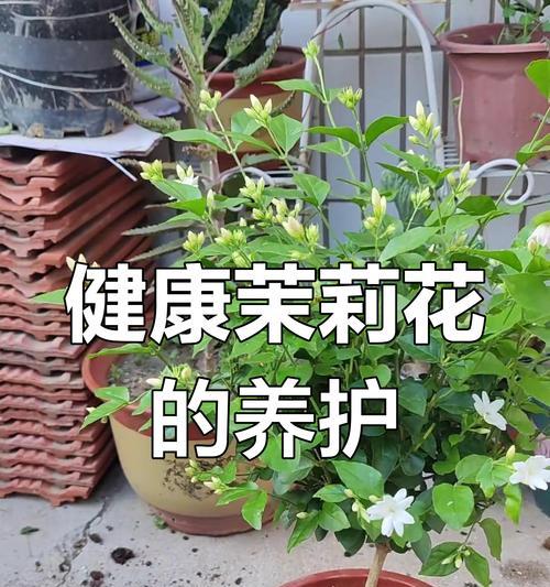 种茉莉最适合哪种花盆？花盆的选择对茉莉生长有何影响？