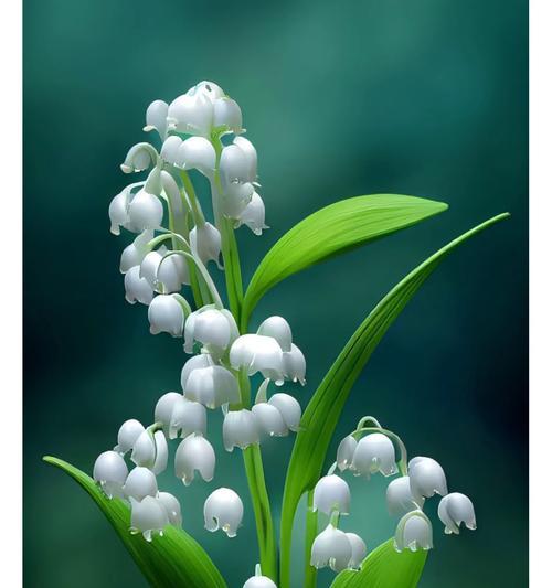 守护与治愈的花语是什么？哪种花代表守护与治愈？