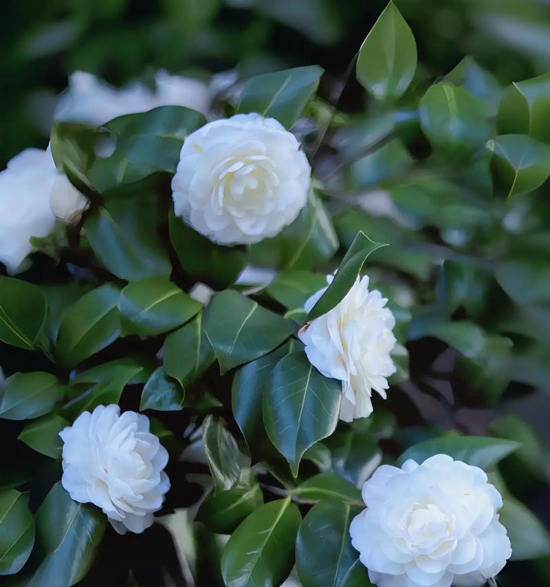 守护与治愈的花语是什么？哪种花代表守护与治愈？