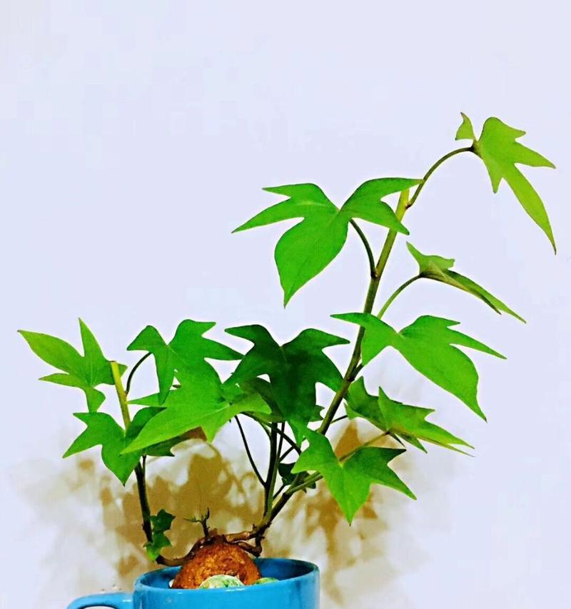 常春藤如何水培？水培常春藤的正确步骤和注意事项是什么？