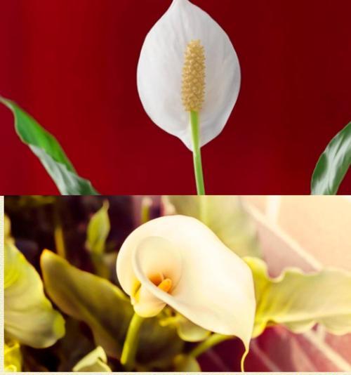 马蹄莲种子怎么种？马蹄莲种子种植的步骤和技巧是什么？