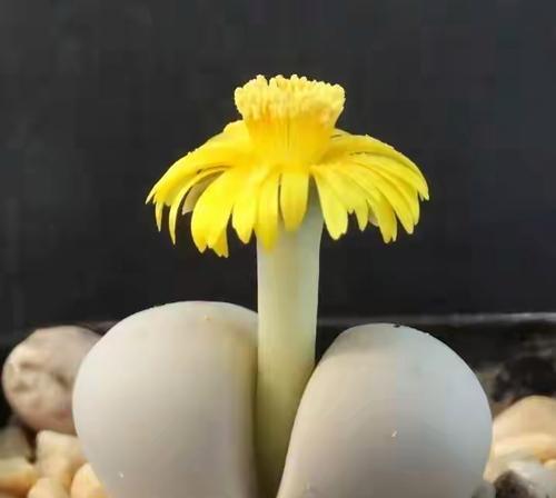 小肉肉花的养殖方法有哪些？如何正确养殖小肉肉花？