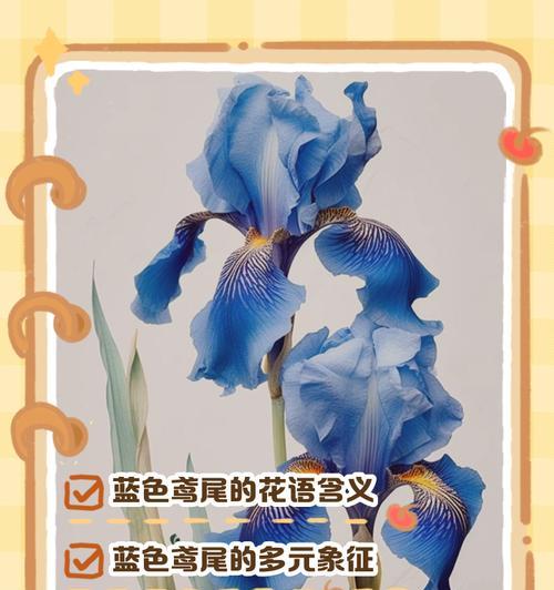 白鸢尾花语传递了哪些情感？