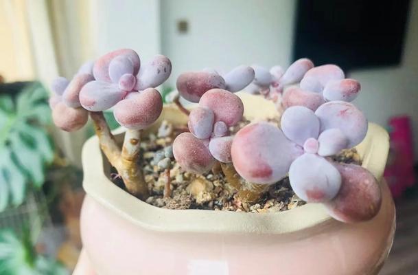 小肉肉花的养殖方法有哪些？如何正确养殖小肉肉花？
