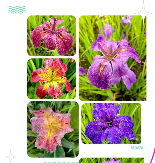 白鸢尾花语传递了哪些情感？