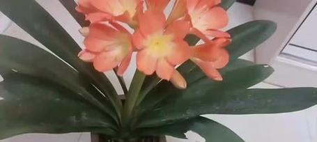 细叶君子兰的主要品种有哪些？