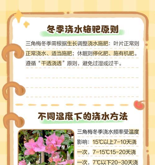 三角梅夏季浇水的注意事项是什么？如何避免过度浇水？