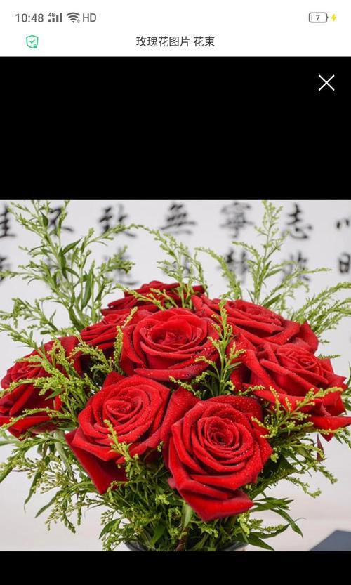 玫瑰花寓意最好的是哪种颜色？玫瑰花的寓意有哪些？