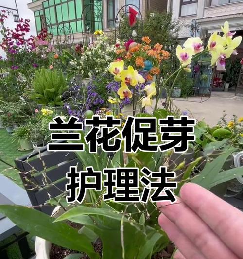 兰花养护需要注意哪些要点？如何进行基础的兰花养护？