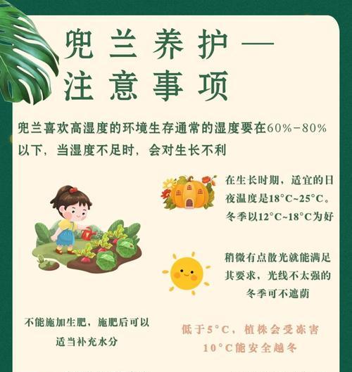兰花养护需要注意哪些要点？如何进行基础的兰花养护？