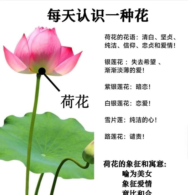 哪种花的花语代表恋爱？它象征着什么？