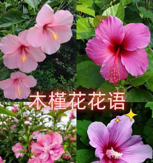 哪种花的花语代表恋爱？它象征着什么？