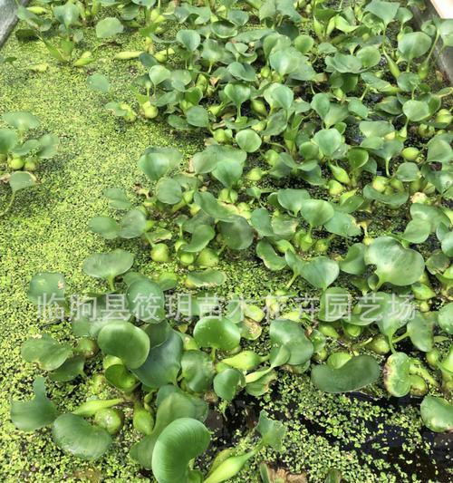 哪些水生植物的果实外壳较硬？