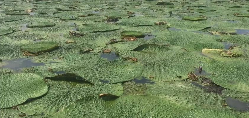 哪些水生植物的果实外壳较硬？