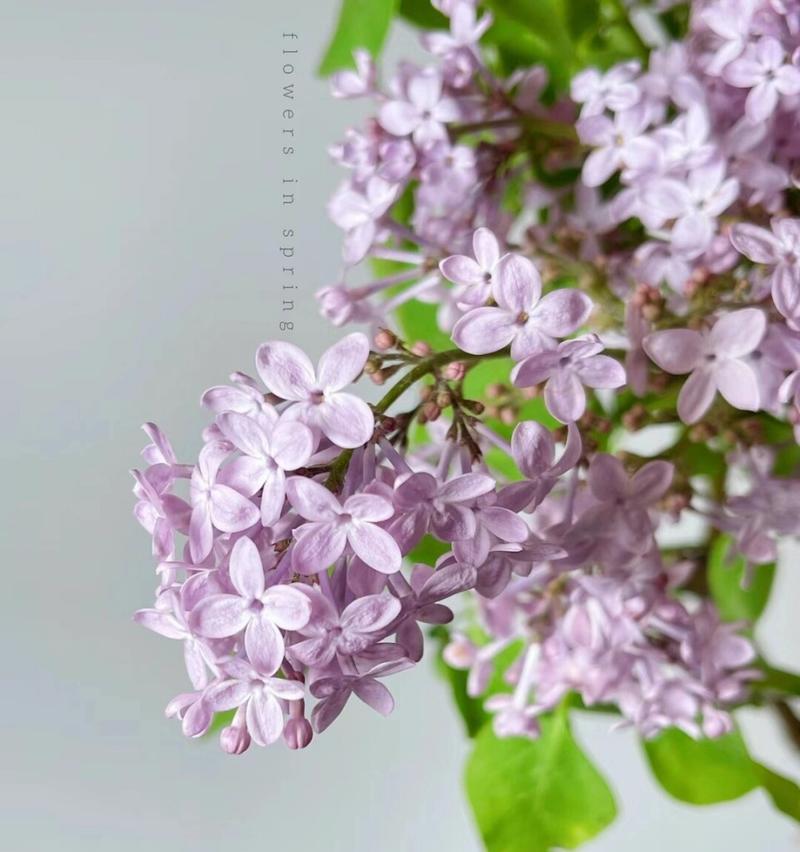 丁香花的花语是什么？丁香花代表了哪些情感？