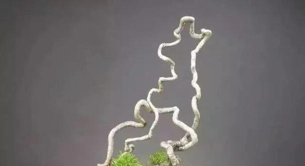 盆景根部养护的要点是什么？如何促进盆景根系的健康生长？
