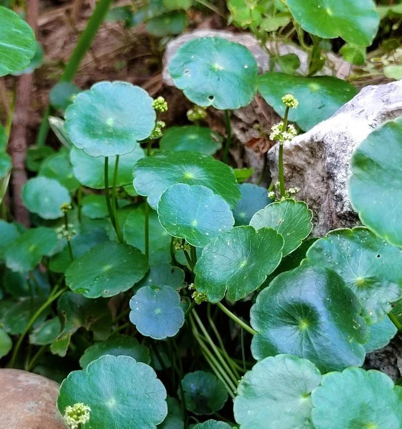 铜钱草开花后如何修剪？修剪对植株有什么影响？