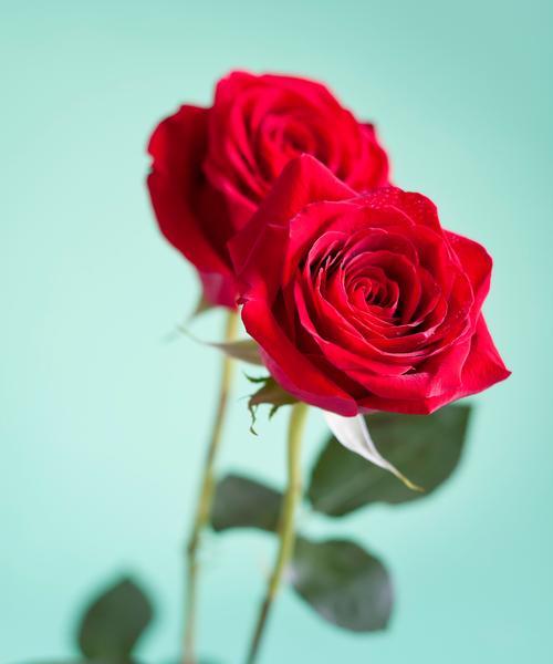 香菜花束的花语有何深意？
