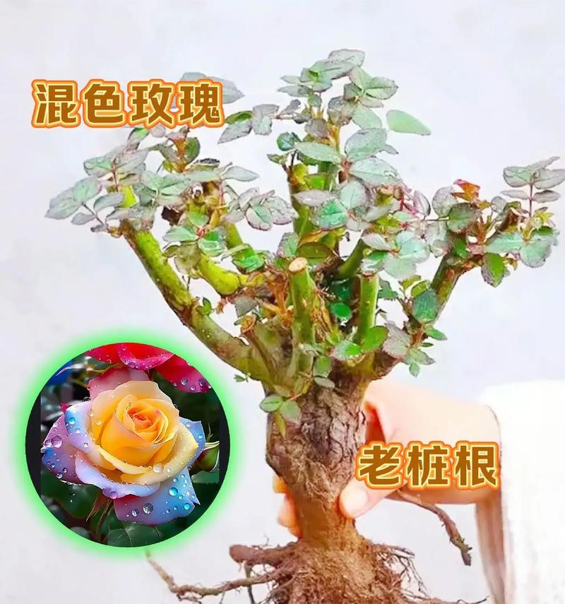 玫瑰花苗的种植步骤是什么？如何确保成活率？