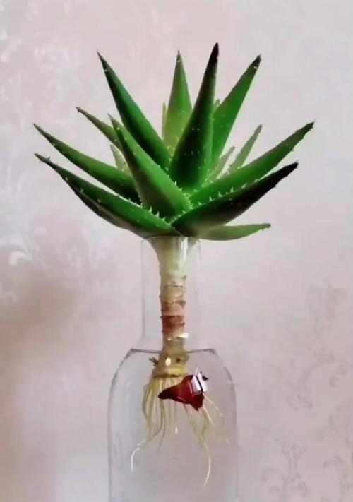 芦荟扦插繁殖的正确步骤是什么？